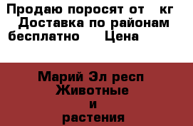 Продаю поросят от 9 кг. Доставка по районам бесплатно.  › Цена ­ 3 500 - Марий Эл респ. Животные и растения » Другие животные   